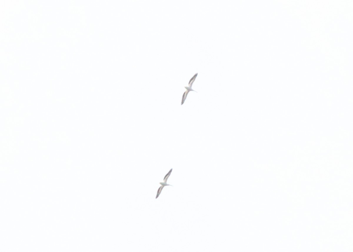 Пелікан рогодзьобий - ML612990692