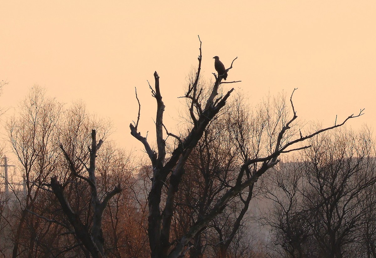 White-tailed Eagle - ML612990704