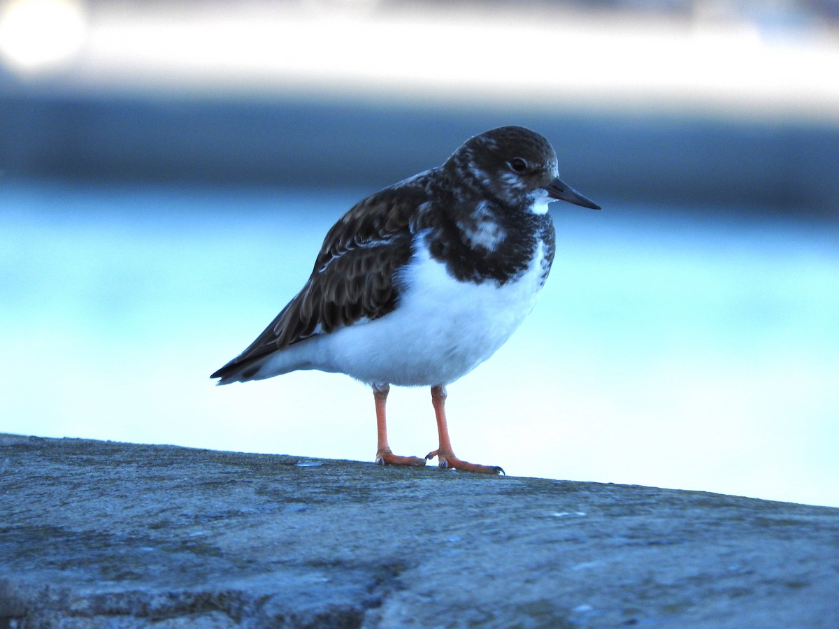 Ruddy Turnstone - ML612990729