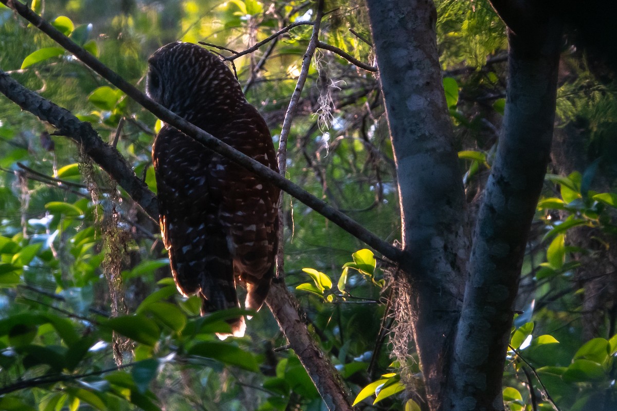 Barred Owl - ML612990733