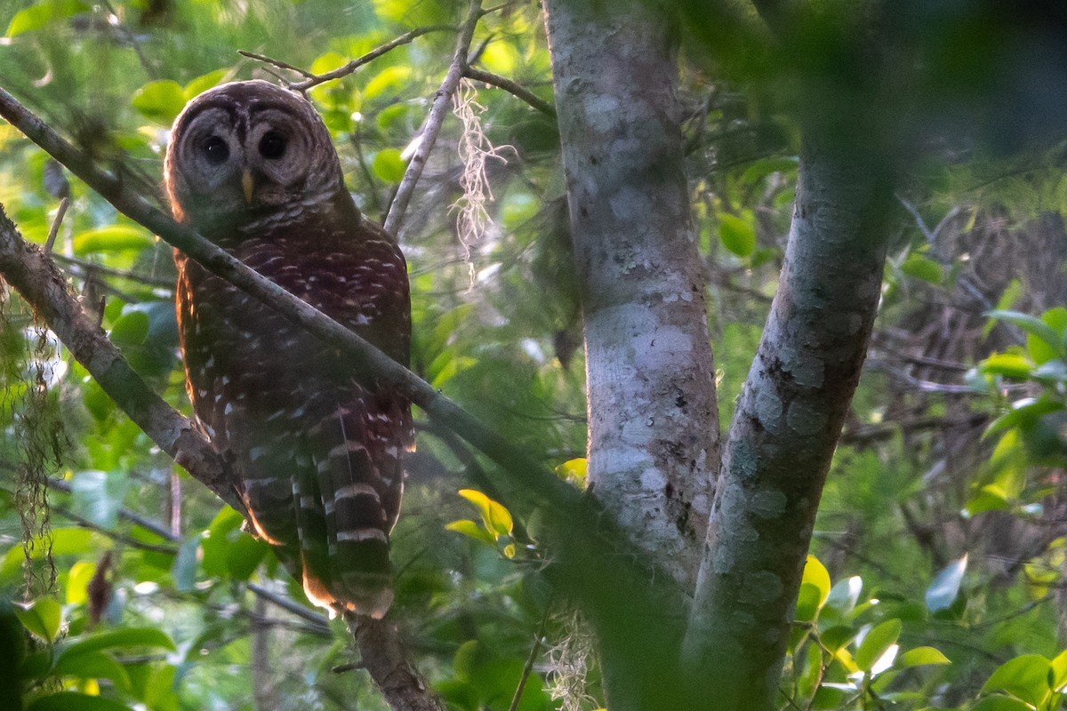 Barred Owl - ML612990734