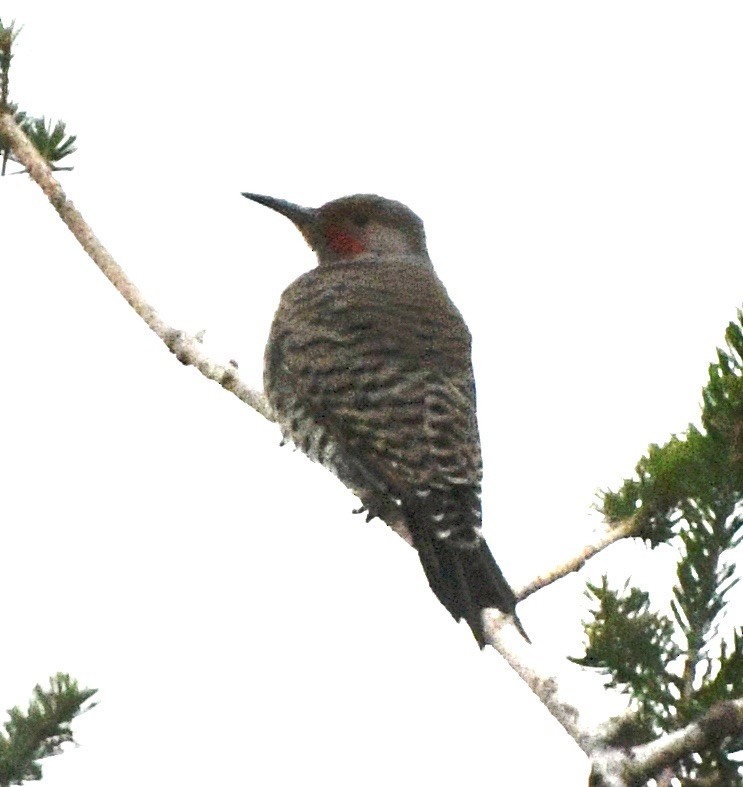 Northern Flicker - ML612990757