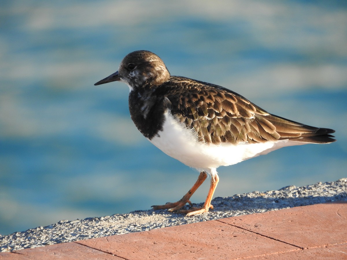 Ruddy Turnstone - ML612990758