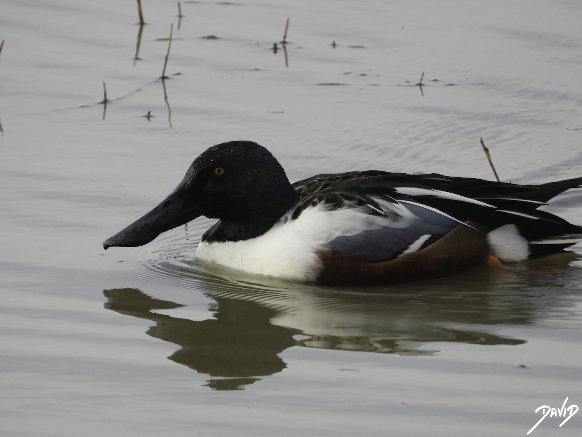 Northern Shoveler - ML612990954