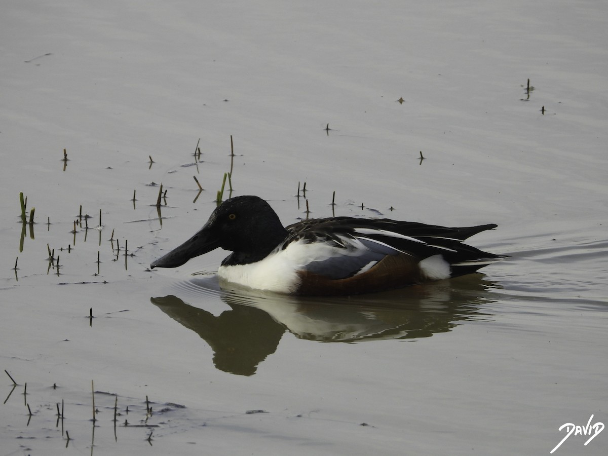 Northern Shoveler - ML612990955