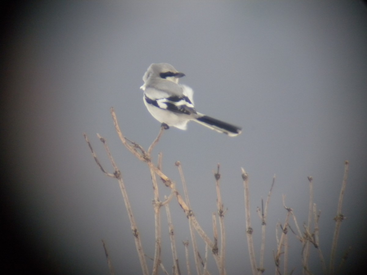 Great Gray Shrike - ML612990973