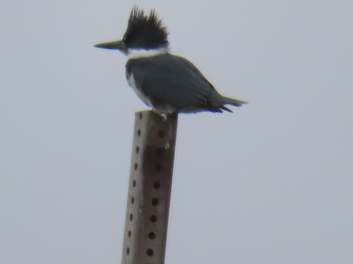 Belted Kingfisher - ML612991012