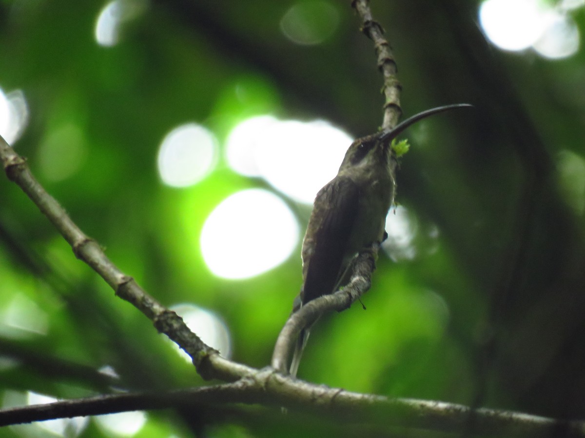 Большеклювый колибри-отшельник - ML612991016