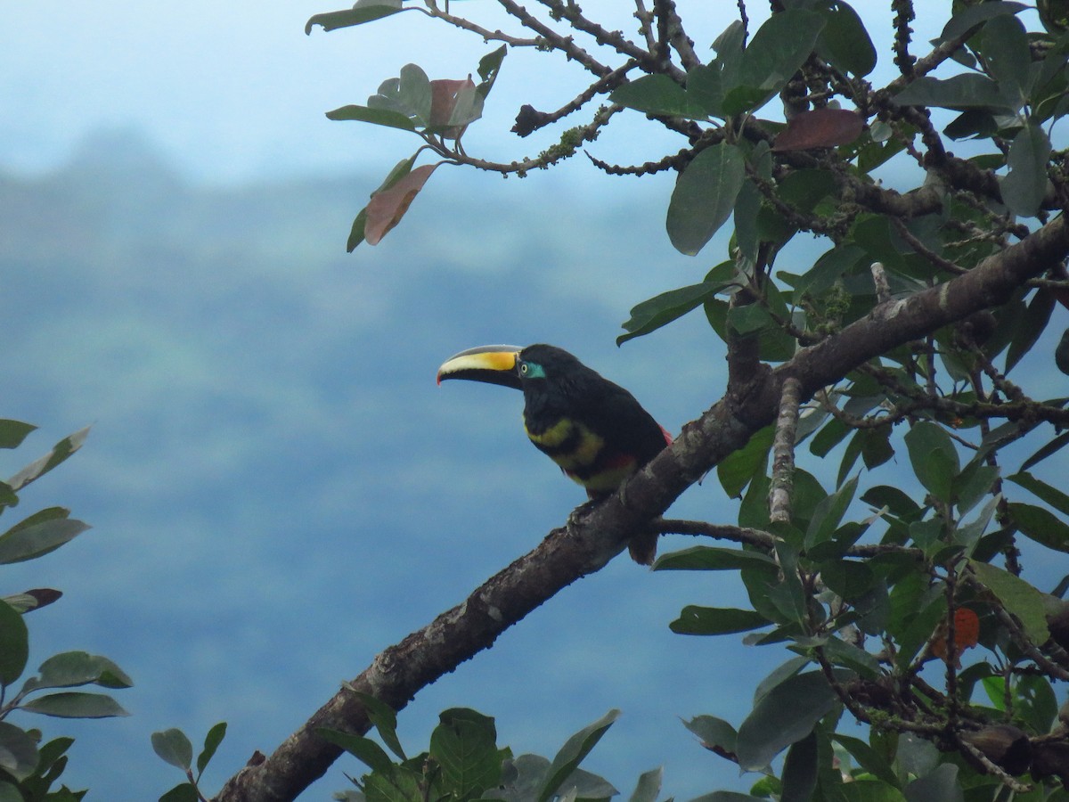 Many-banded Aracari - Oswaldo Cortes Bogota Birding
