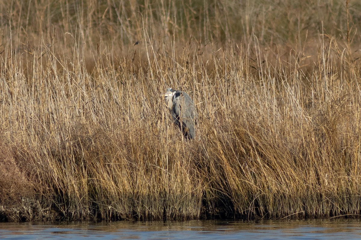 Gray Heron - Radoslav Devedzhiev