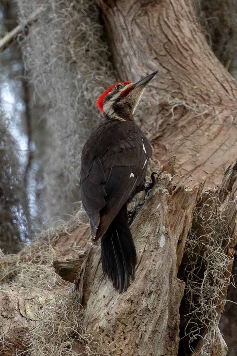 Pileated Woodpecker - ML612991073