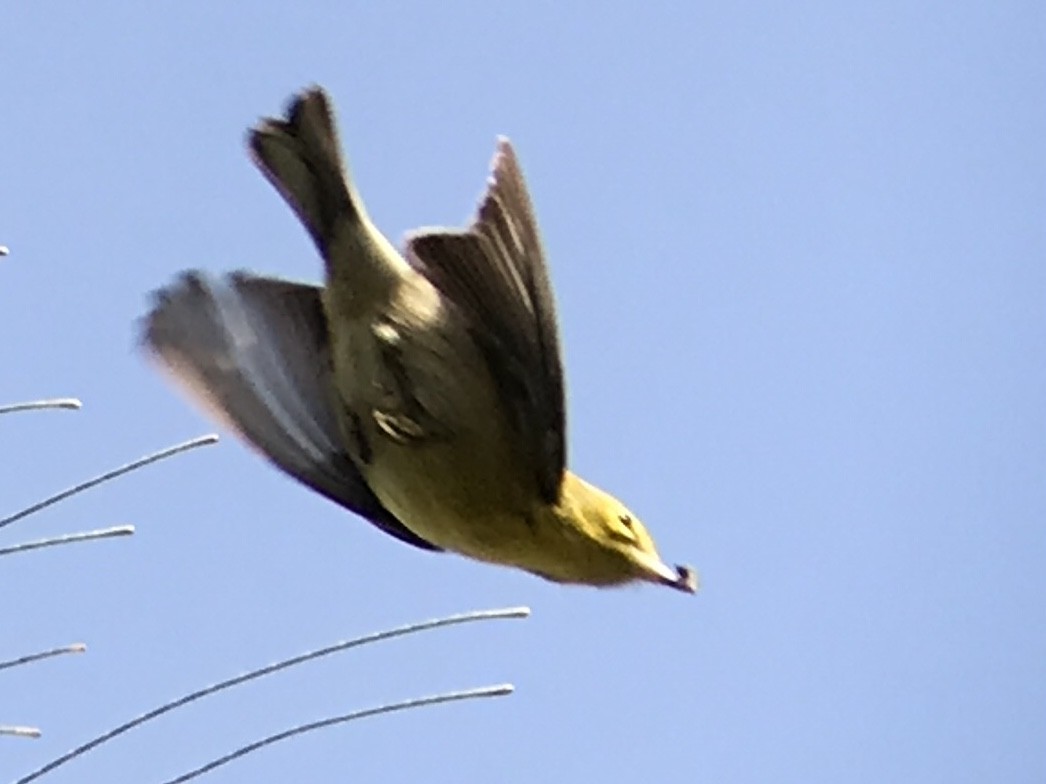 Pine Warbler - Angel & Mariel Abreu