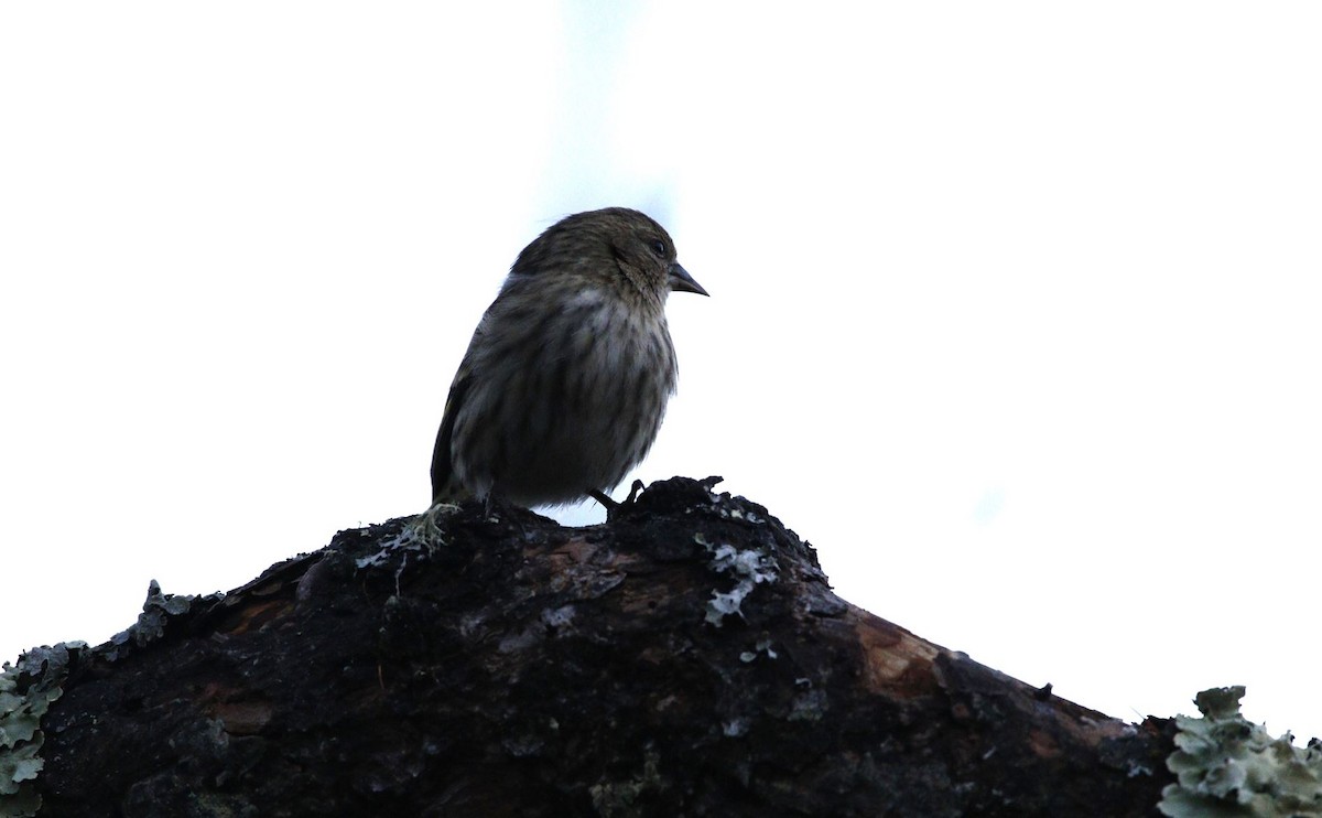 Pine Siskin - ML612991156