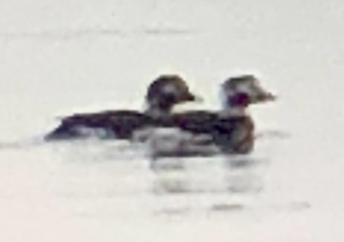 Long-tailed Duck - ML612991162