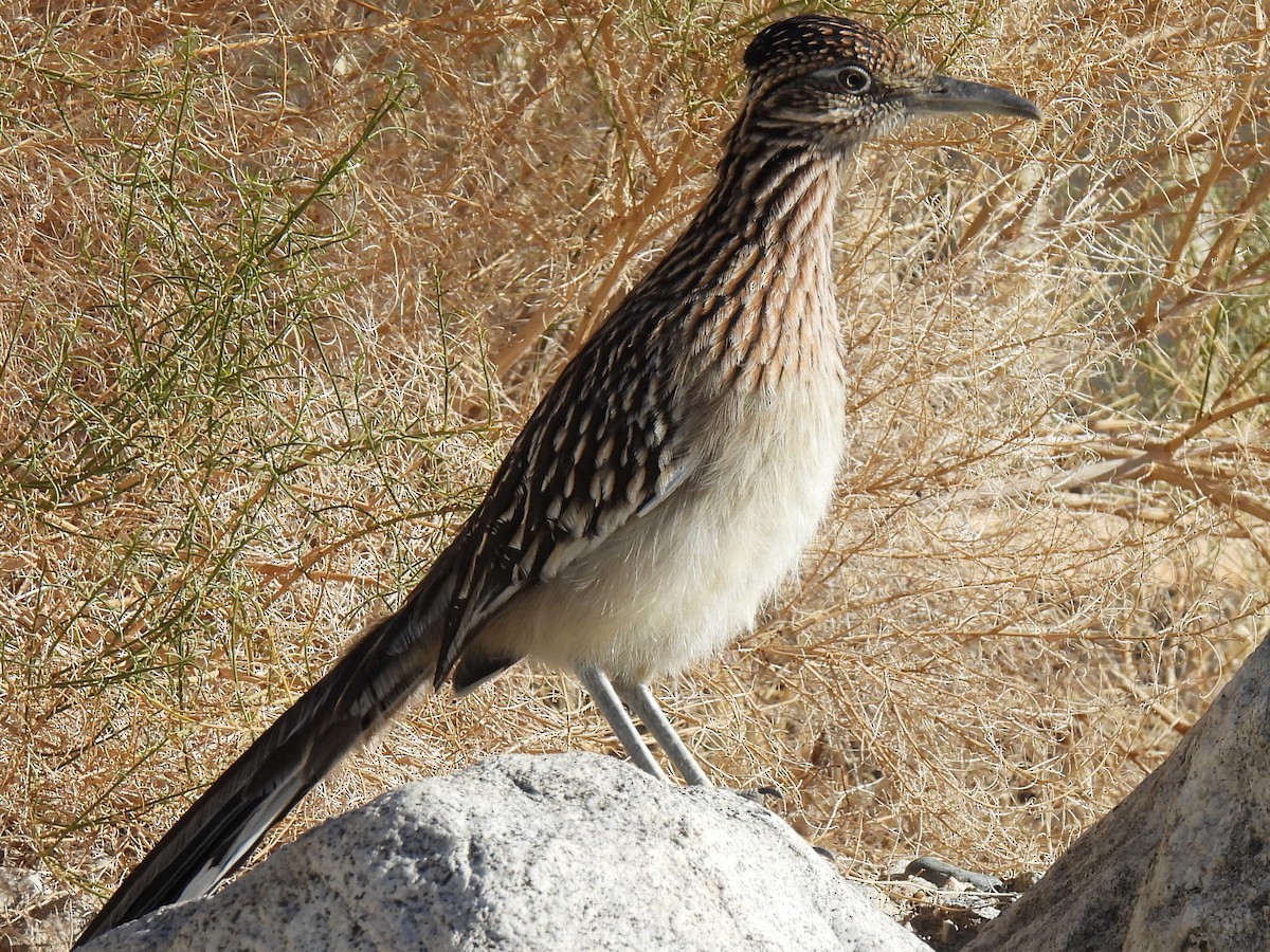 Greater Roadrunner - ML612991174