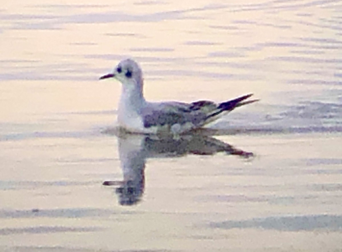 Bonaparte's Gull - ML612991179