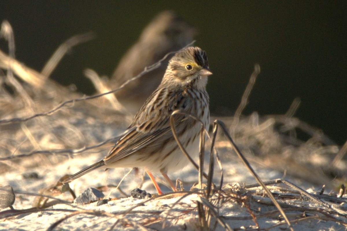 Savannah Sparrow - ML612991197