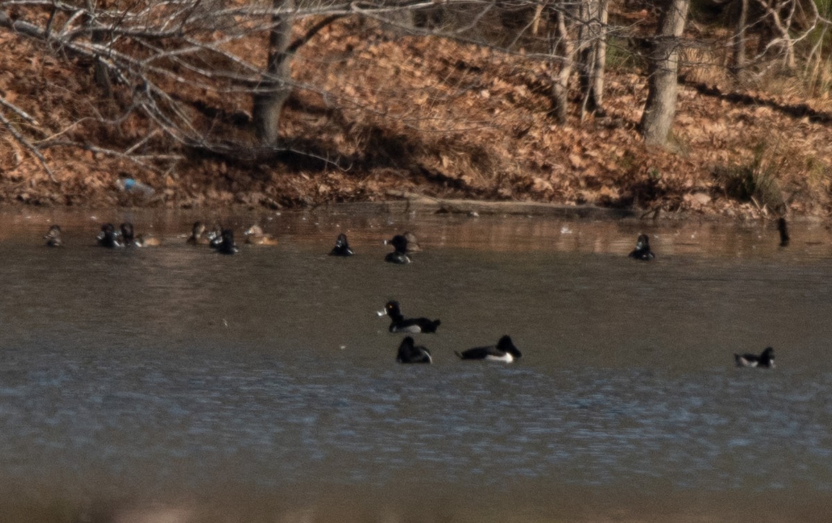 Ring-necked Duck - ML612991198