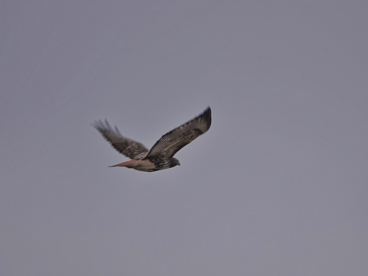 Red-tailed Hawk (abieticola) - ML612991206