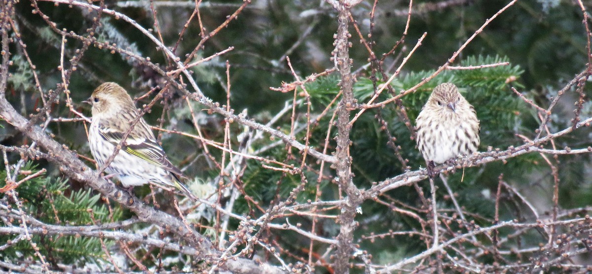 Pine Siskin - ML612991209