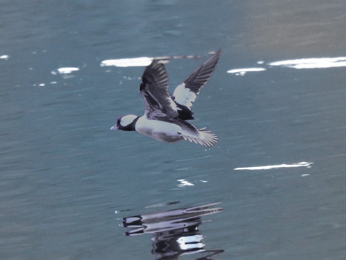 Bufflehead - ML612991215