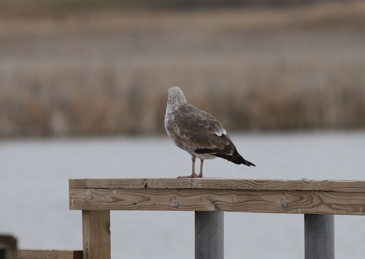 Gaviota de Cortés - ML612991219