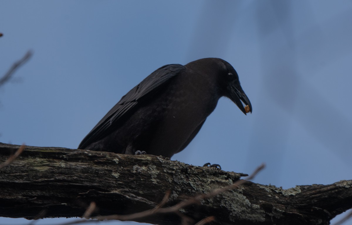 American Crow - ML612991239