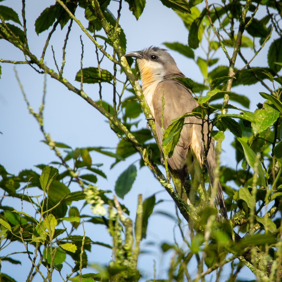 Dark-billed Cuckoo - ML612991242