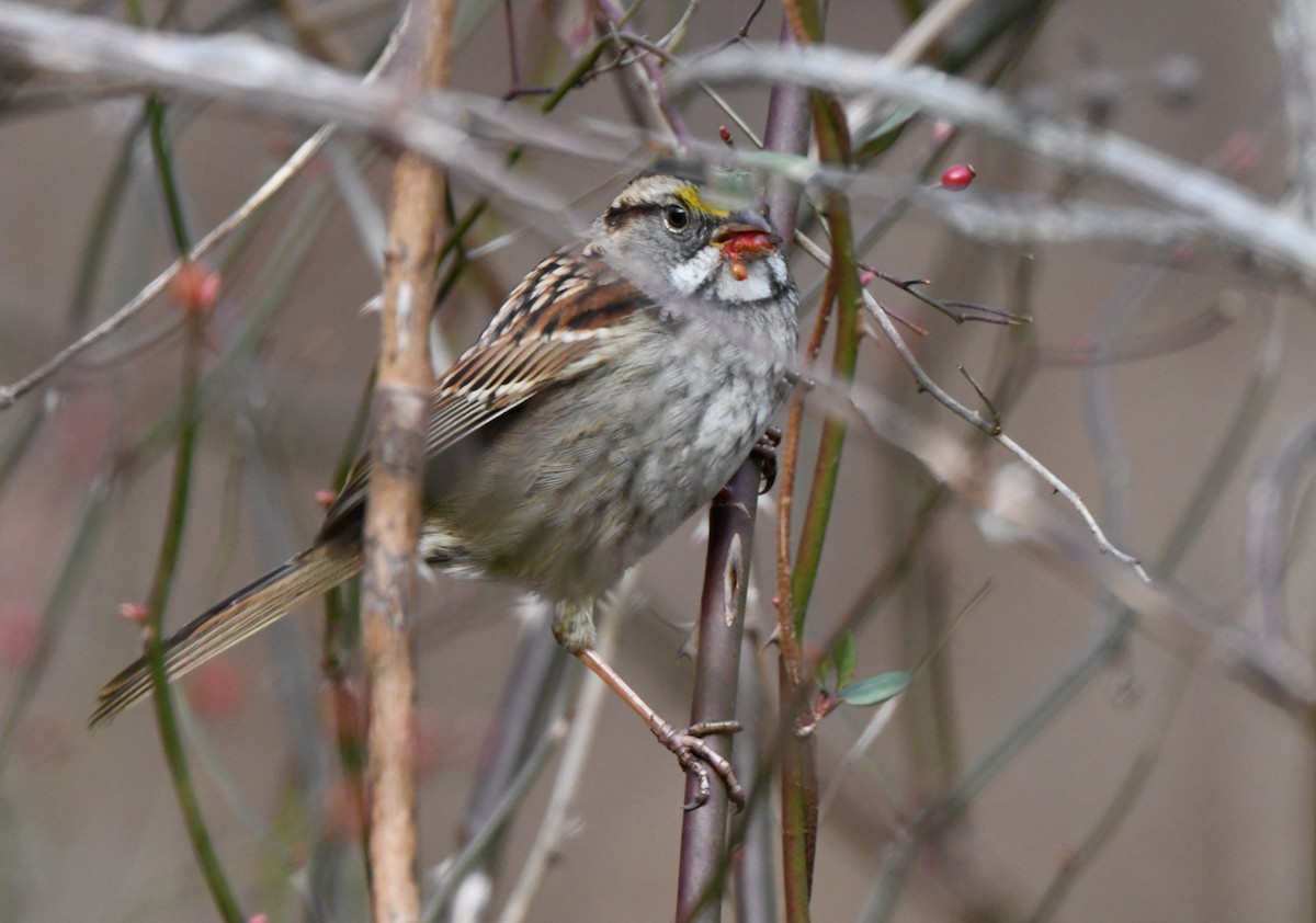 White-throated Sparrow - ML612991253