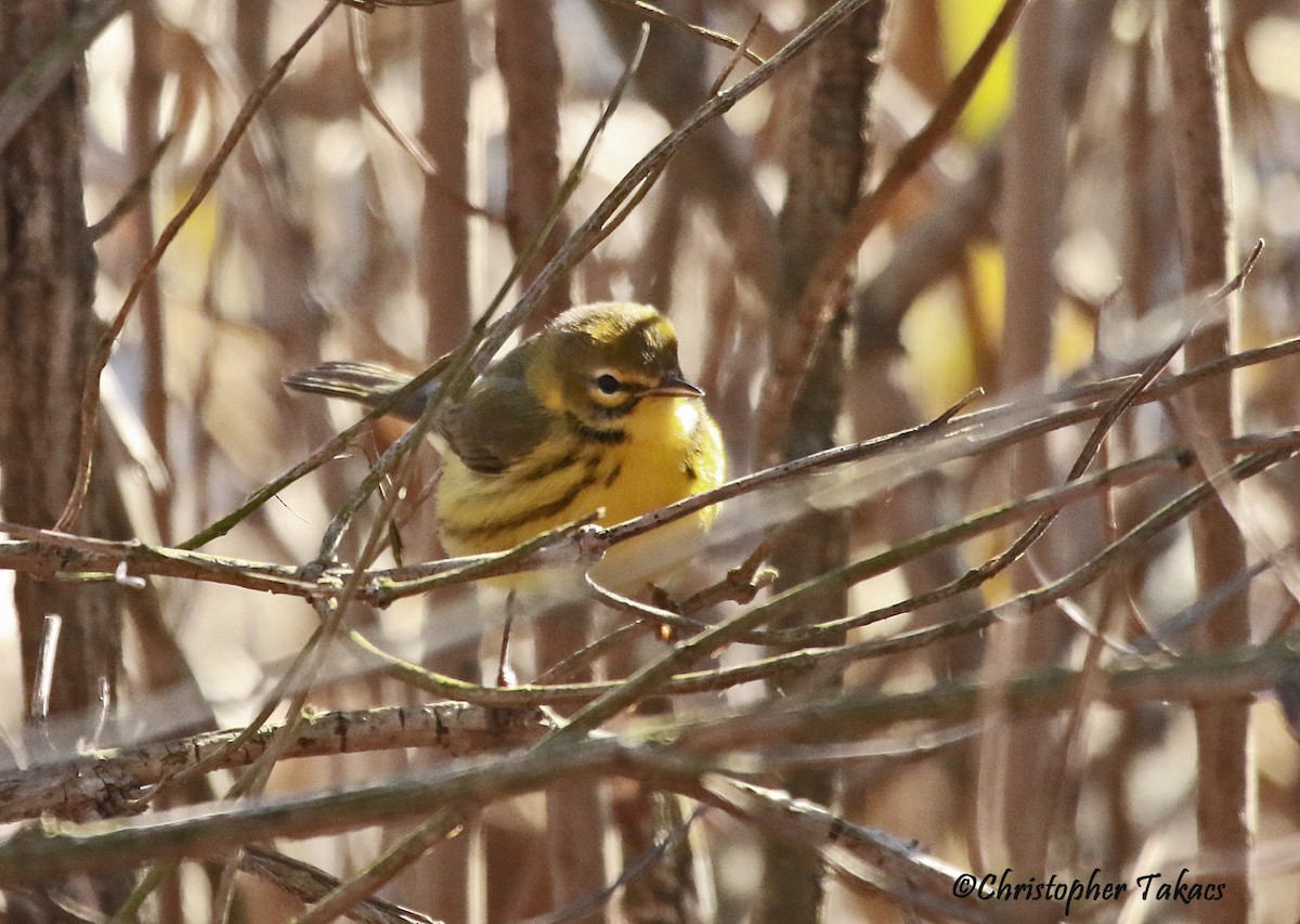 Prairie Warbler - ML612991299