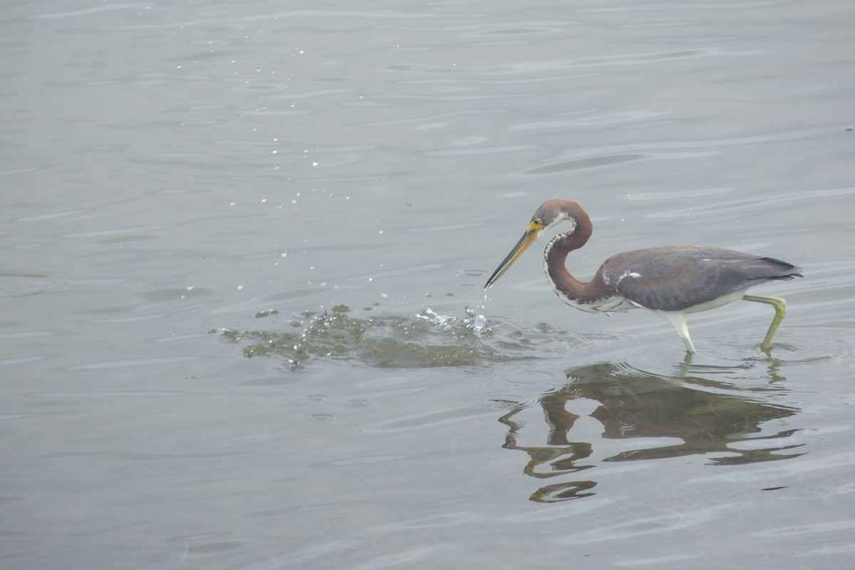 Tricolored Heron - Riley Place