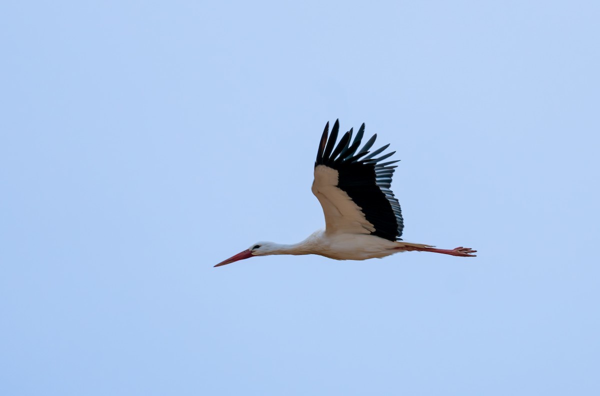 White Stork - Miguel Paricio