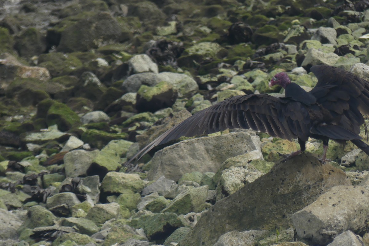 Turkey Vulture - Riley Place