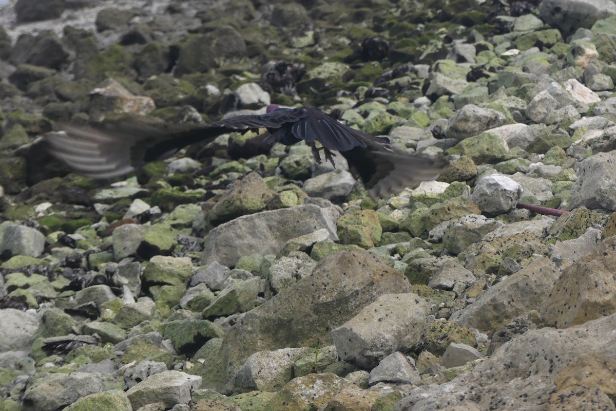 Turkey Vulture - ML612991363