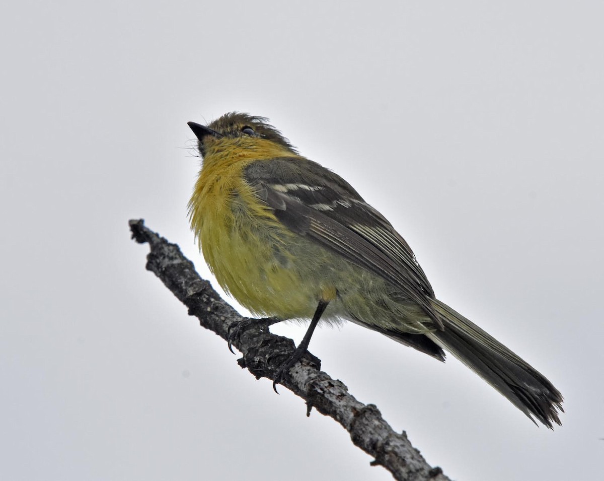 Ochraceous-breasted Flycatcher - ML61299141