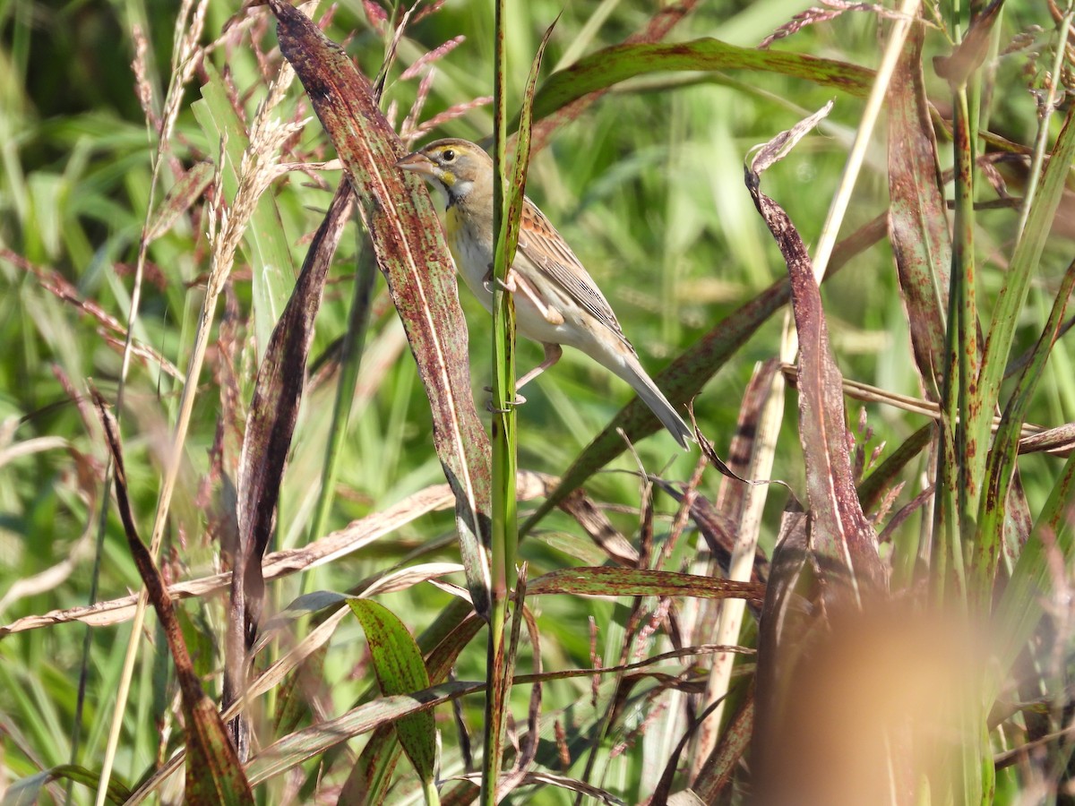 Dickcissel - ML612991517