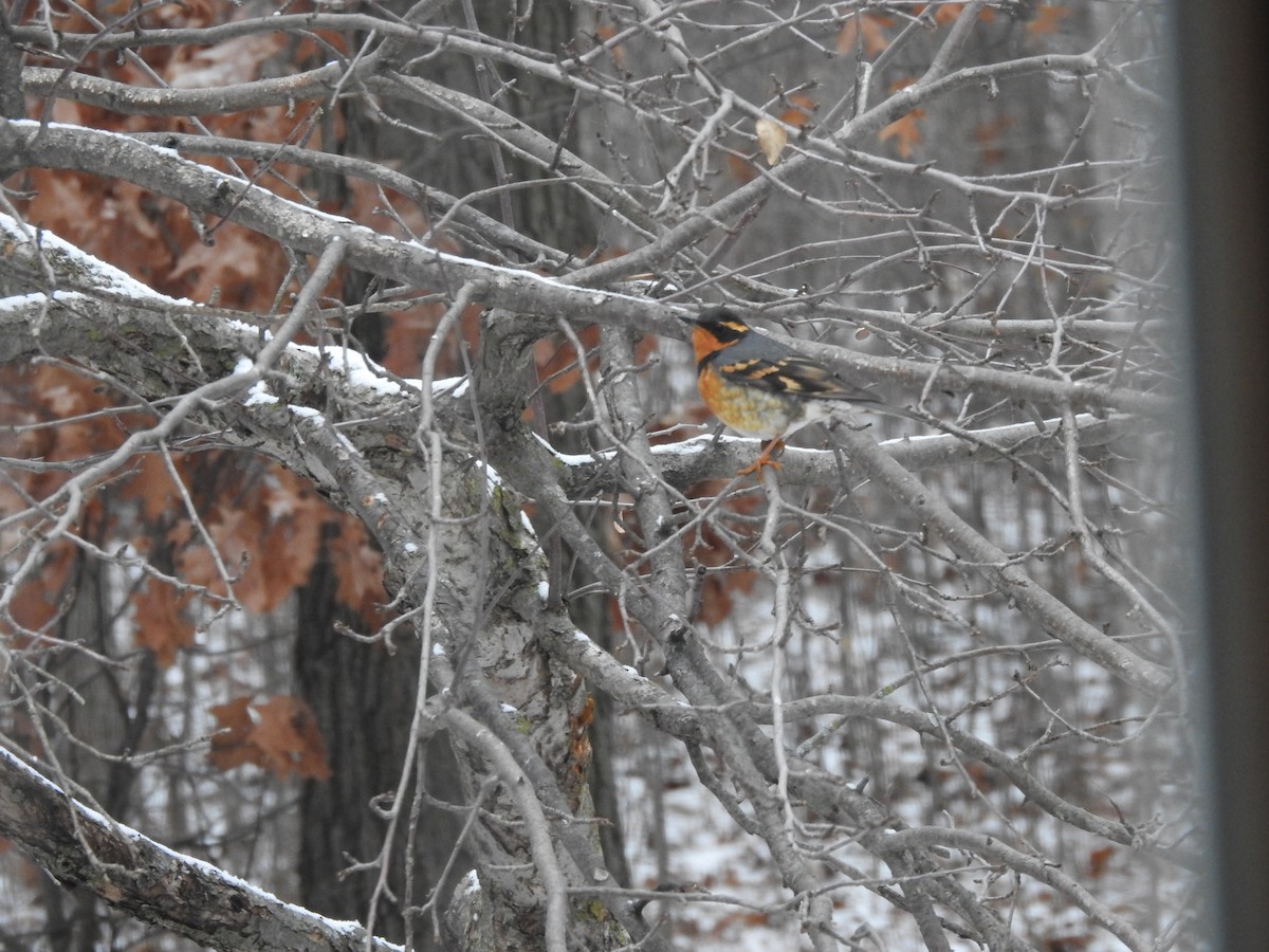 Varied Thrush - ML612991520