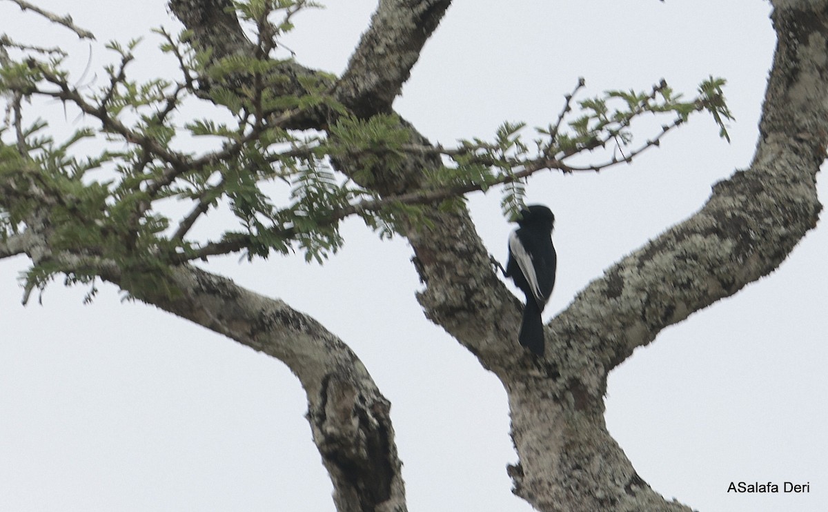 White-winged Black-Tit - ML612991535