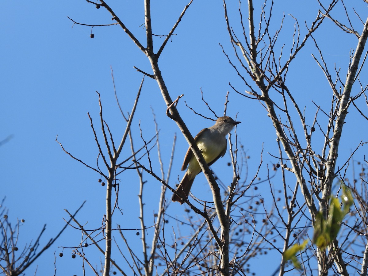 Ash-throated Flycatcher - ML612991536