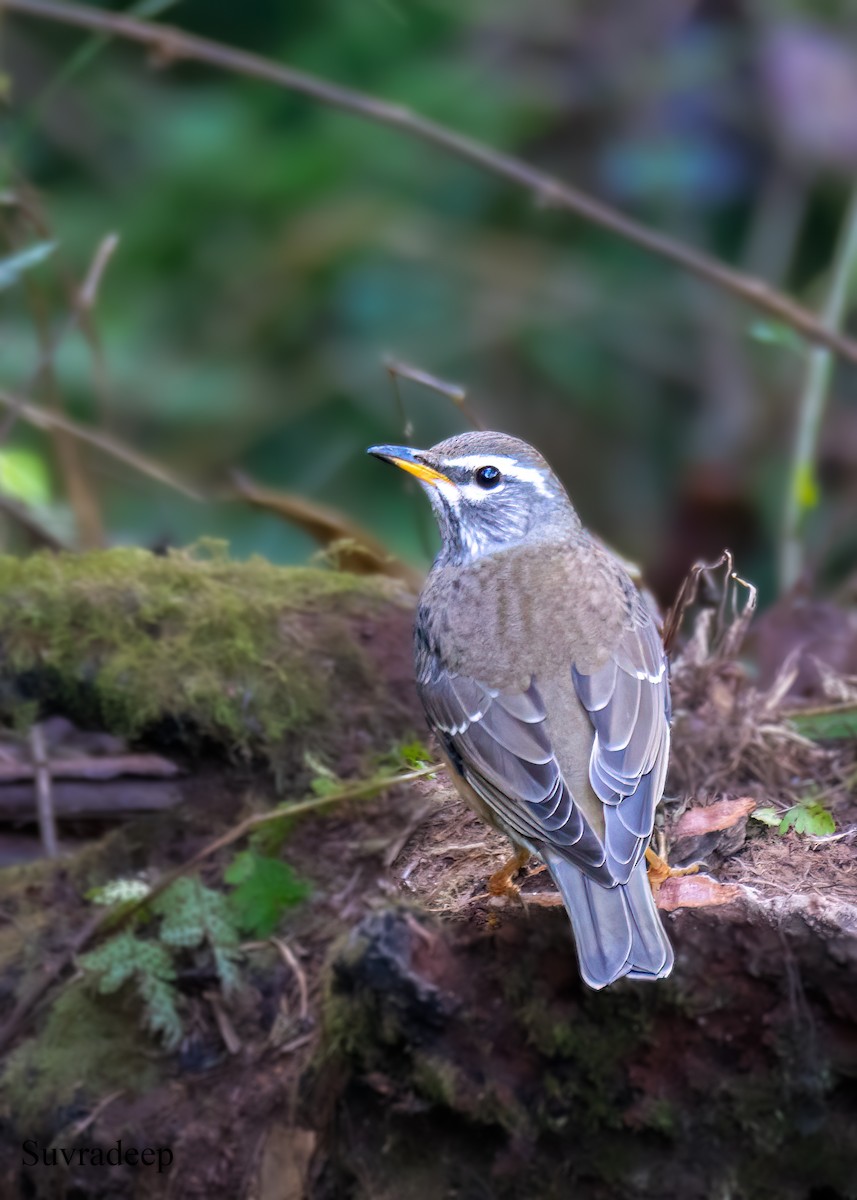 Халиун хөөндэй - ML612991563