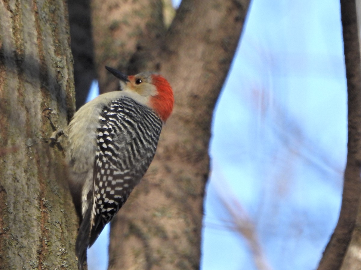 Red-bellied Woodpecker - ML612991568