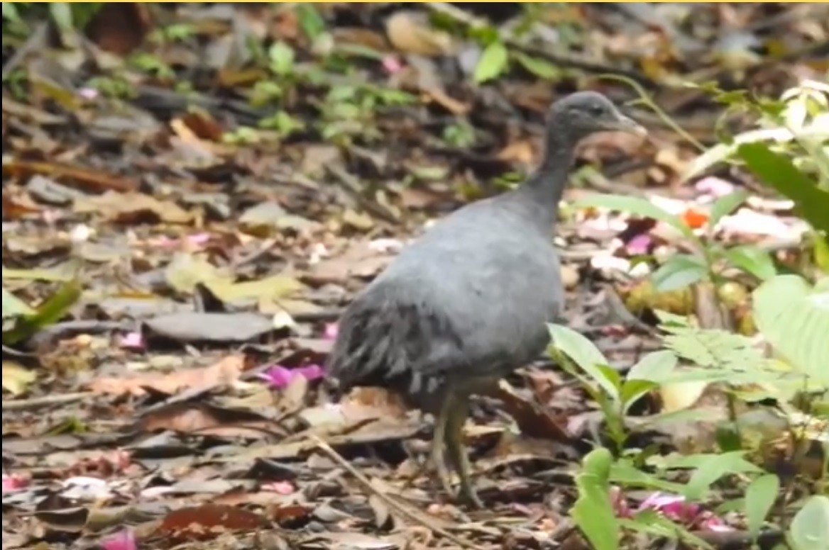Black Tinamou - Oswaldo Cortes Bogota Birding