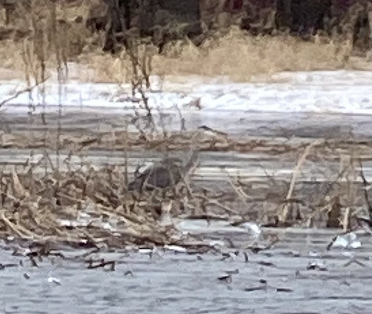 Great Blue Heron - ML612991602