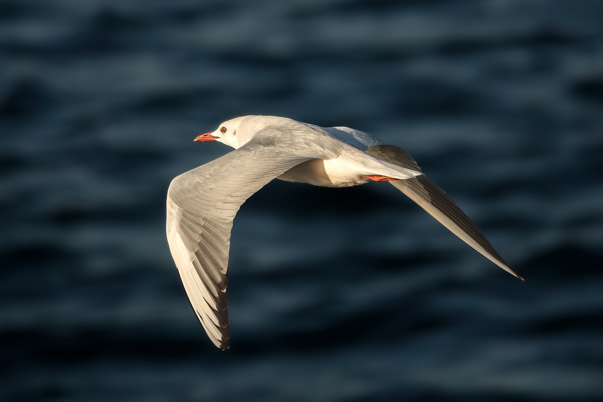 Black-headed Gull - ML612991638