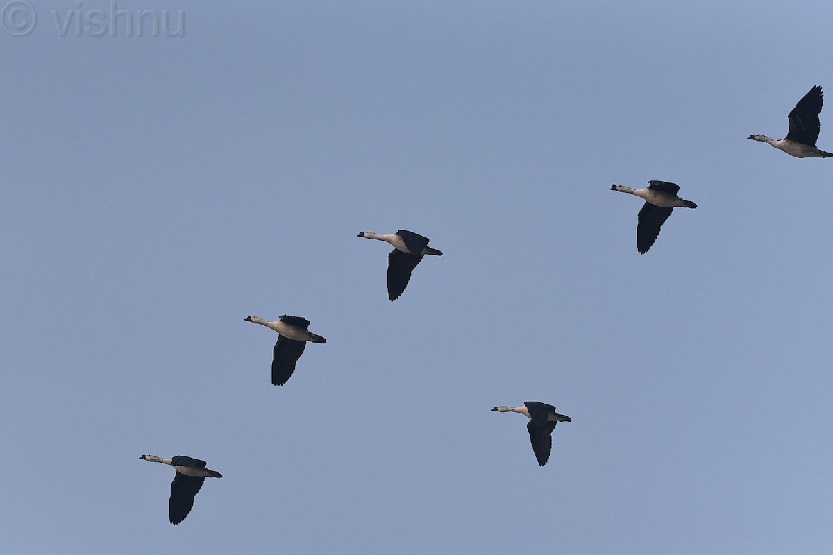 Canard à bosse - ML612991675