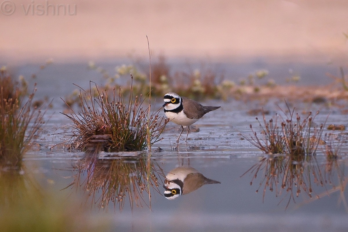 Little Ringed Plover - ML612991686