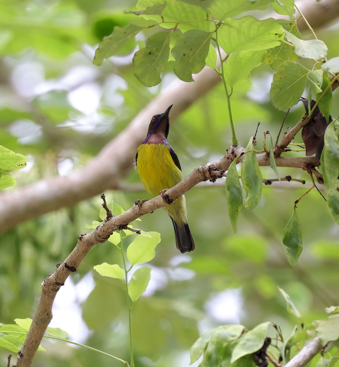 Brown-throated Sunbird - Mika Ohtonen