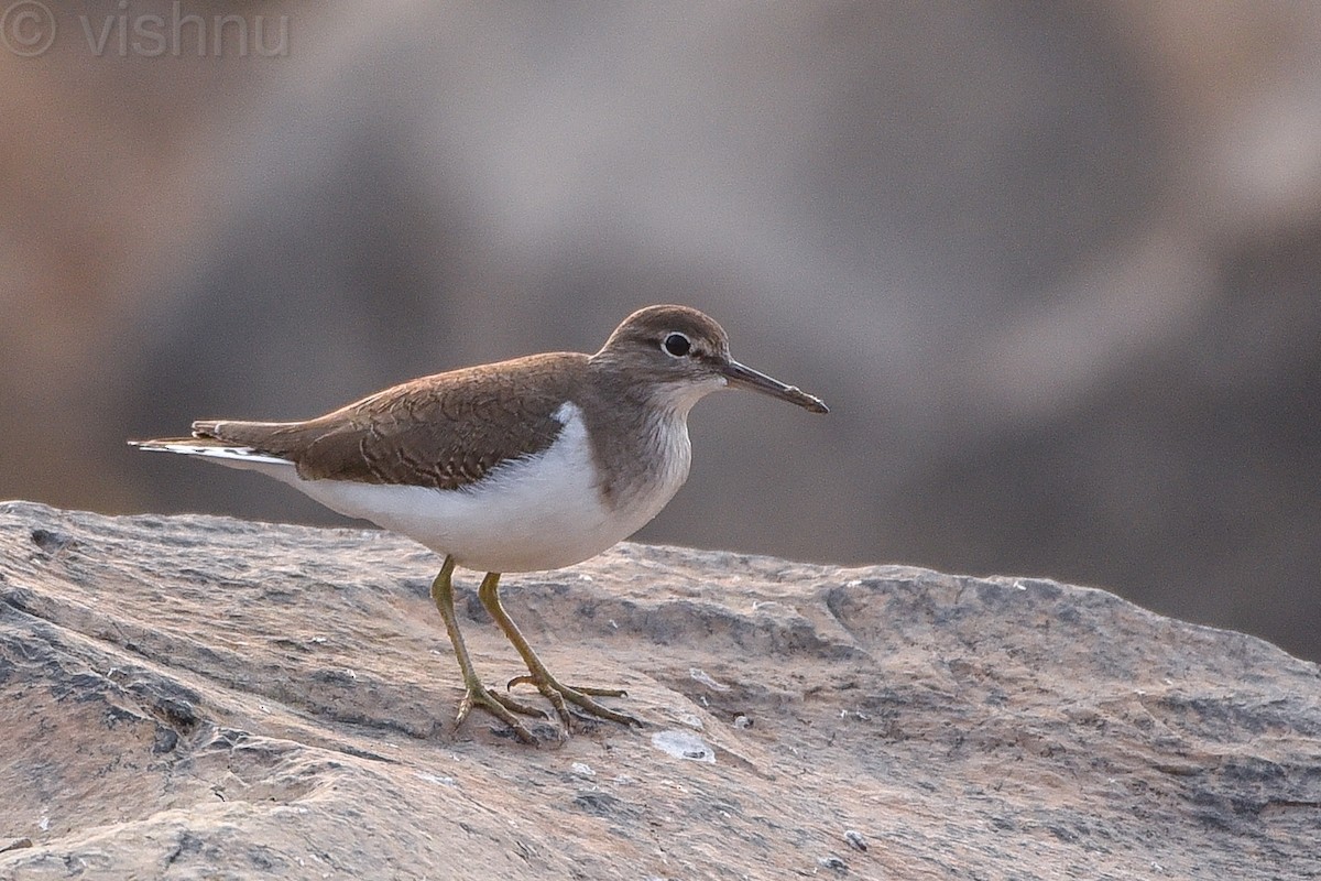 Common Sandpiper - Vishnu Sagar