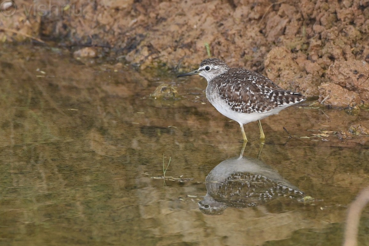 Bruchwasserläufer - ML612991736