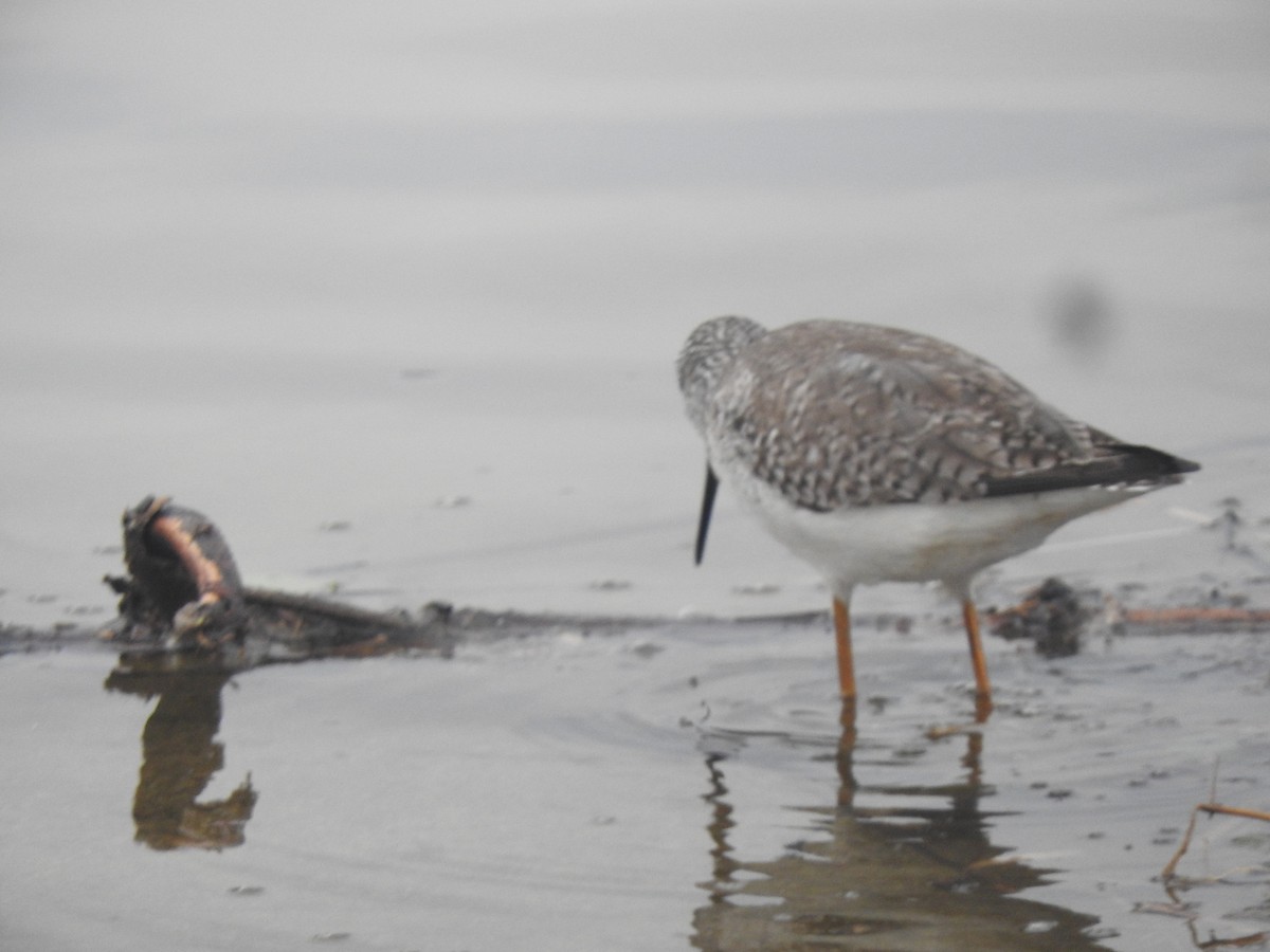 Greater Yellowlegs - ML612991755